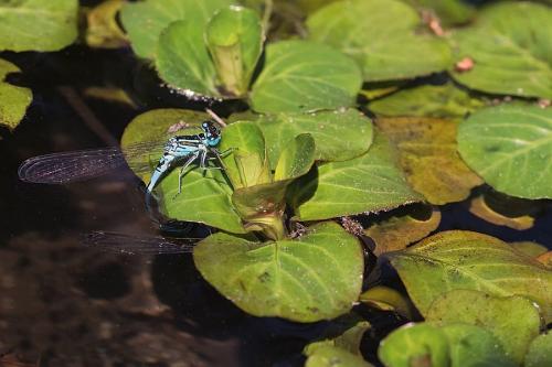 Coenagrion mercuriale